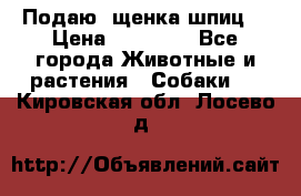 Подаю. щенка шпиц  › Цена ­ 27 000 - Все города Животные и растения » Собаки   . Кировская обл.,Лосево д.